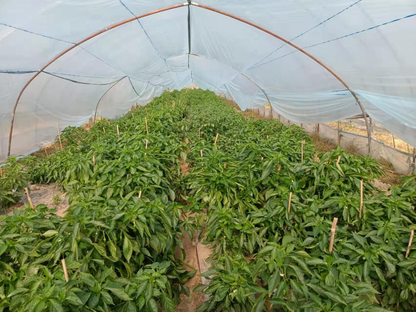 庙前镇:大棚辣椒长势好 种植大户稳增收 青阳广播电视台